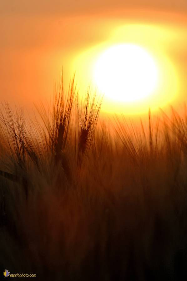 Nom de l'image : D2225131_1_(c)Norbert-JUNG — Description :